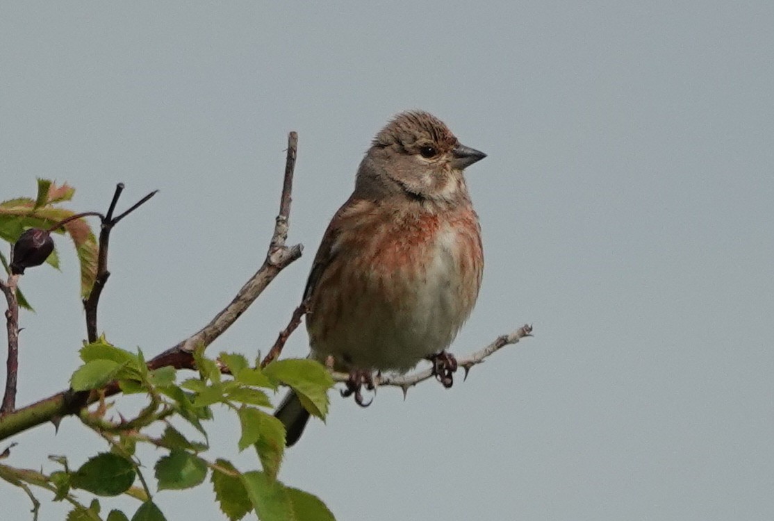 Eurasian Linnet - ML638578320