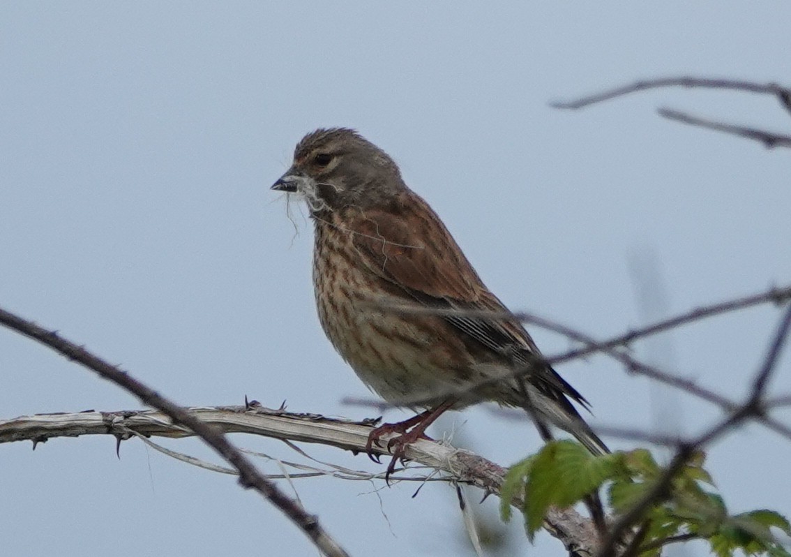 Eurasian Linnet - ML638578321