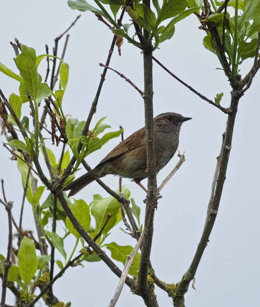 Dunnock - ML638578335