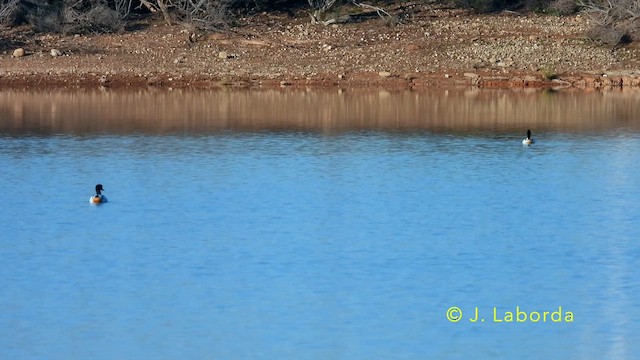 Common Shelduck - ML638578339