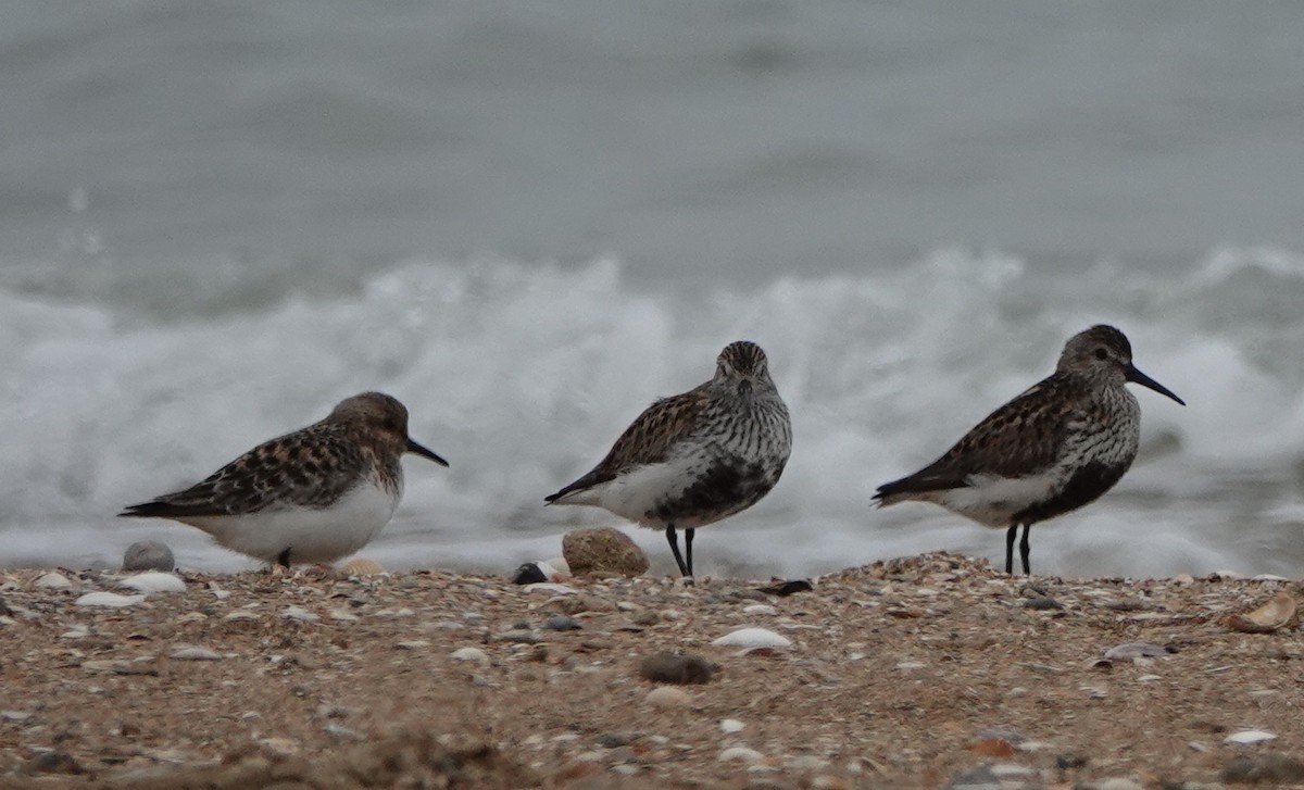 Dunlin - ML638578340