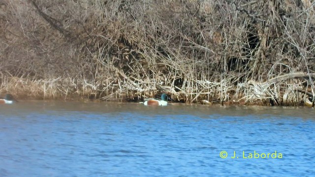 Northern Shoveler - ML638578341