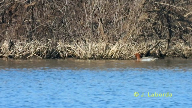 Eurasian Wigeon - ML638578344