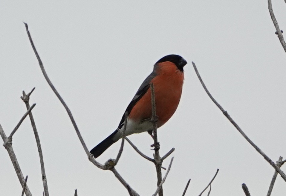 Eurasian Bullfinch - ML638578345
