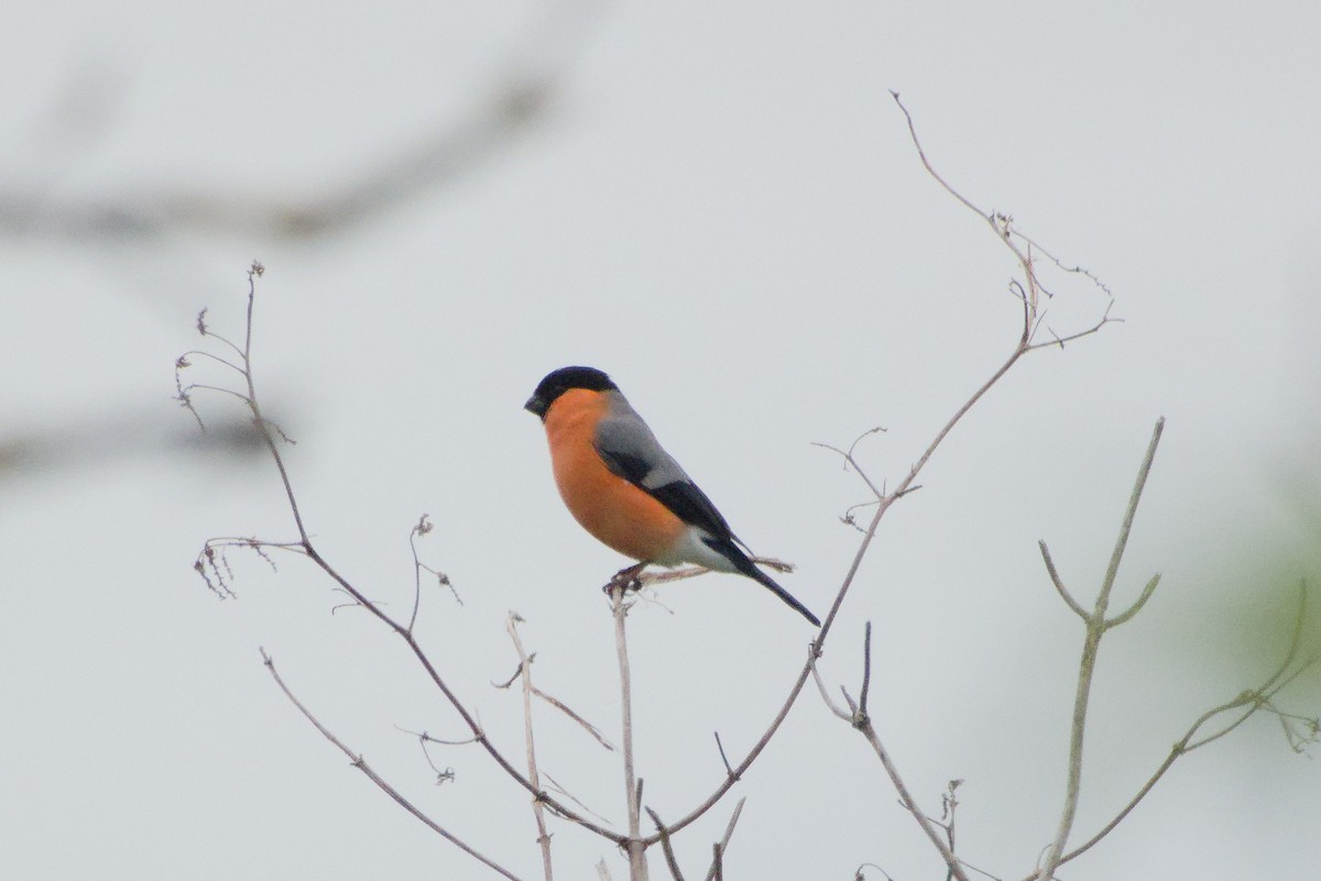 Eurasian Bullfinch - ML638578346