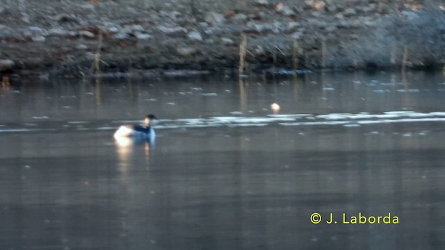 Eared Grebe - ML638578347