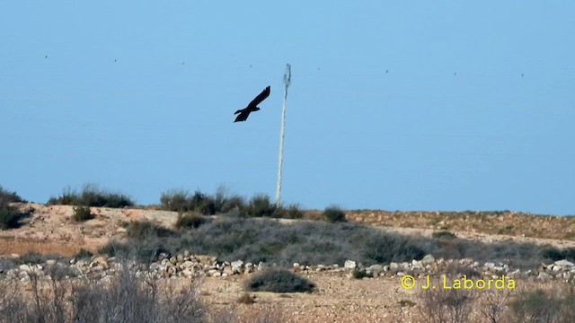 Western Marsh Harrier - ML638578348