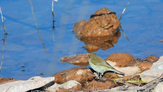 Common Chiffchaff - ML638578349