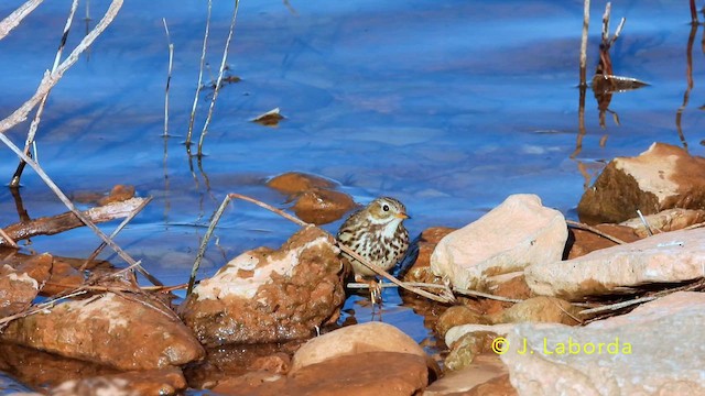 Meadow Pipit - ML638578350