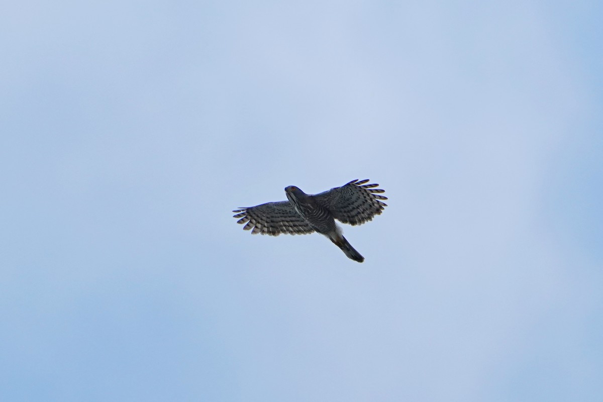Crested Goshawk - ML638578355