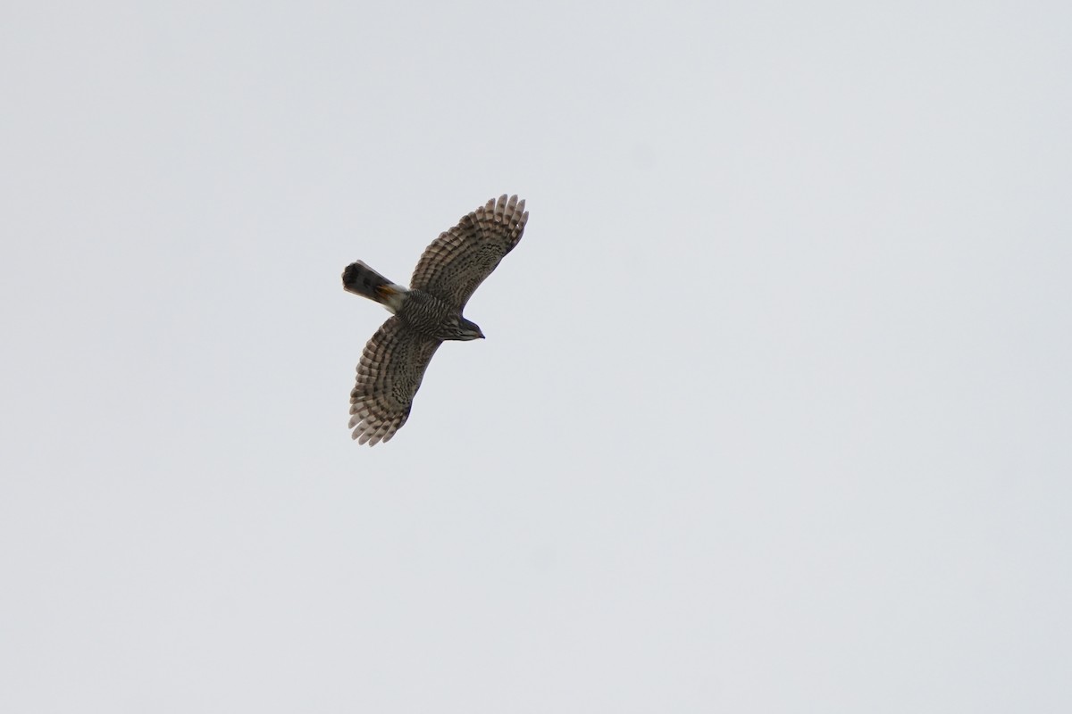 Crested Goshawk - ML638578356
