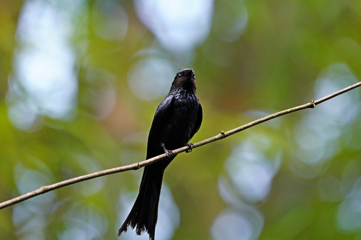 Bronzed Drongo - ML638578357