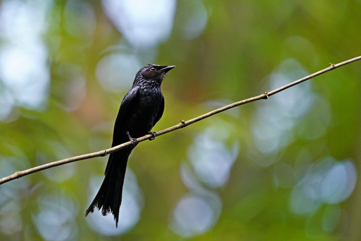 Bronzed Drongo - ML638578358