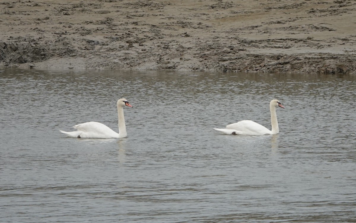 Mute Swan - ML638578360