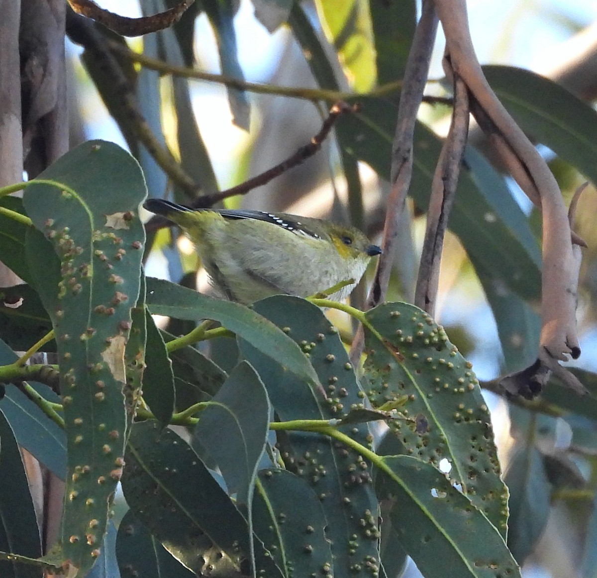 Forty-spotted Pardalote - ML638578363