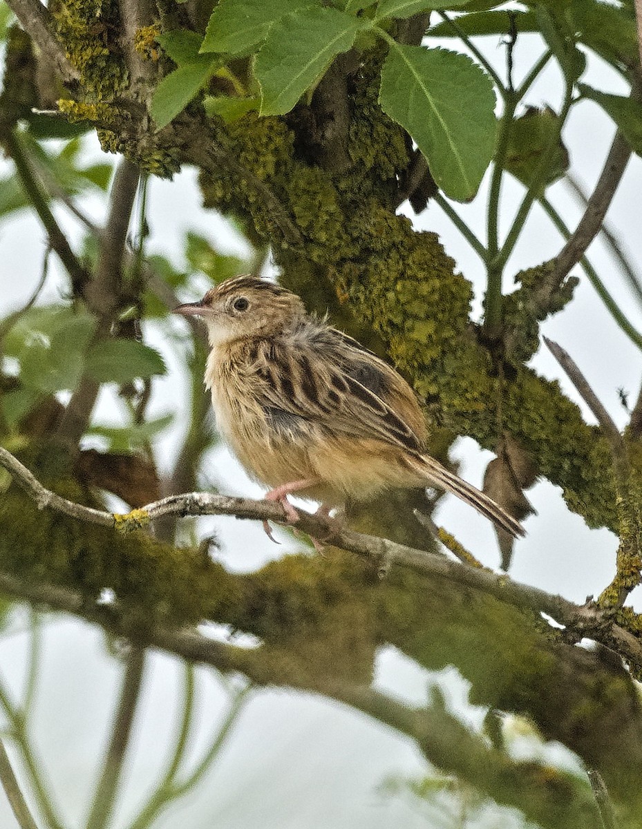 Zitting Cisticola - ML638578367