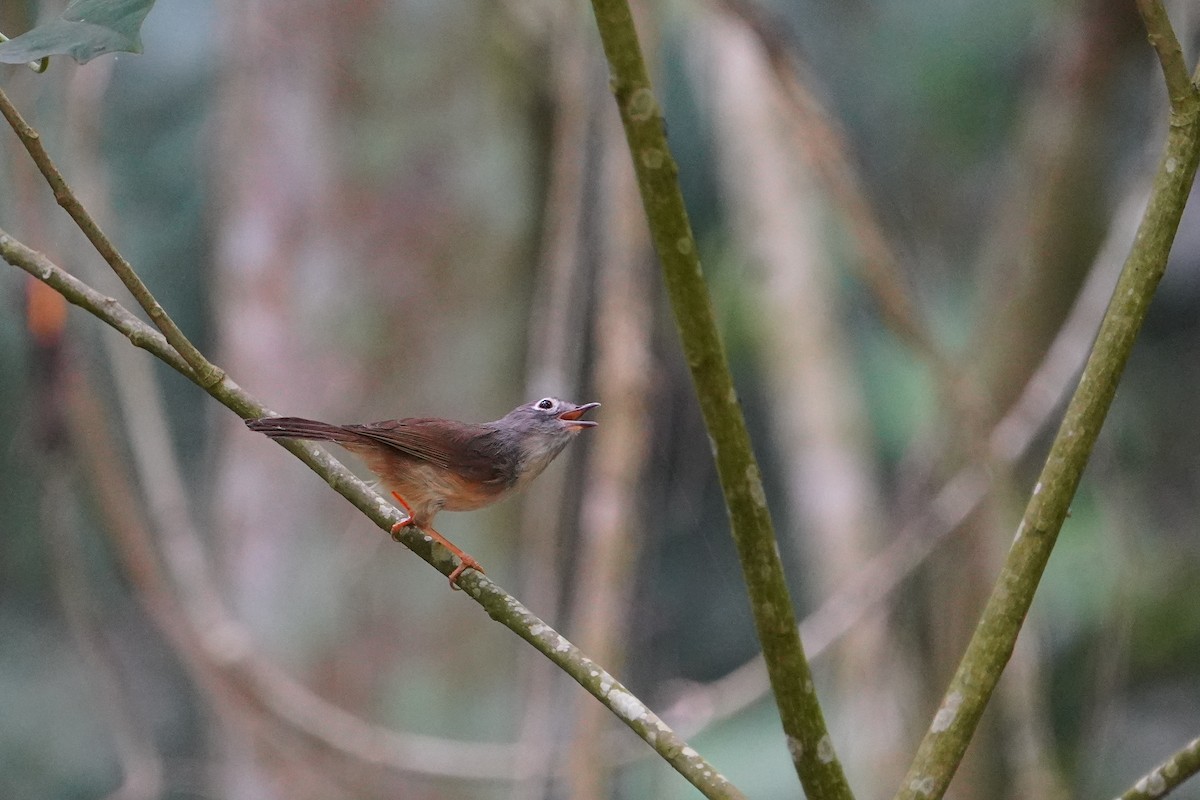 Morrison's Fulvetta - ML638578376