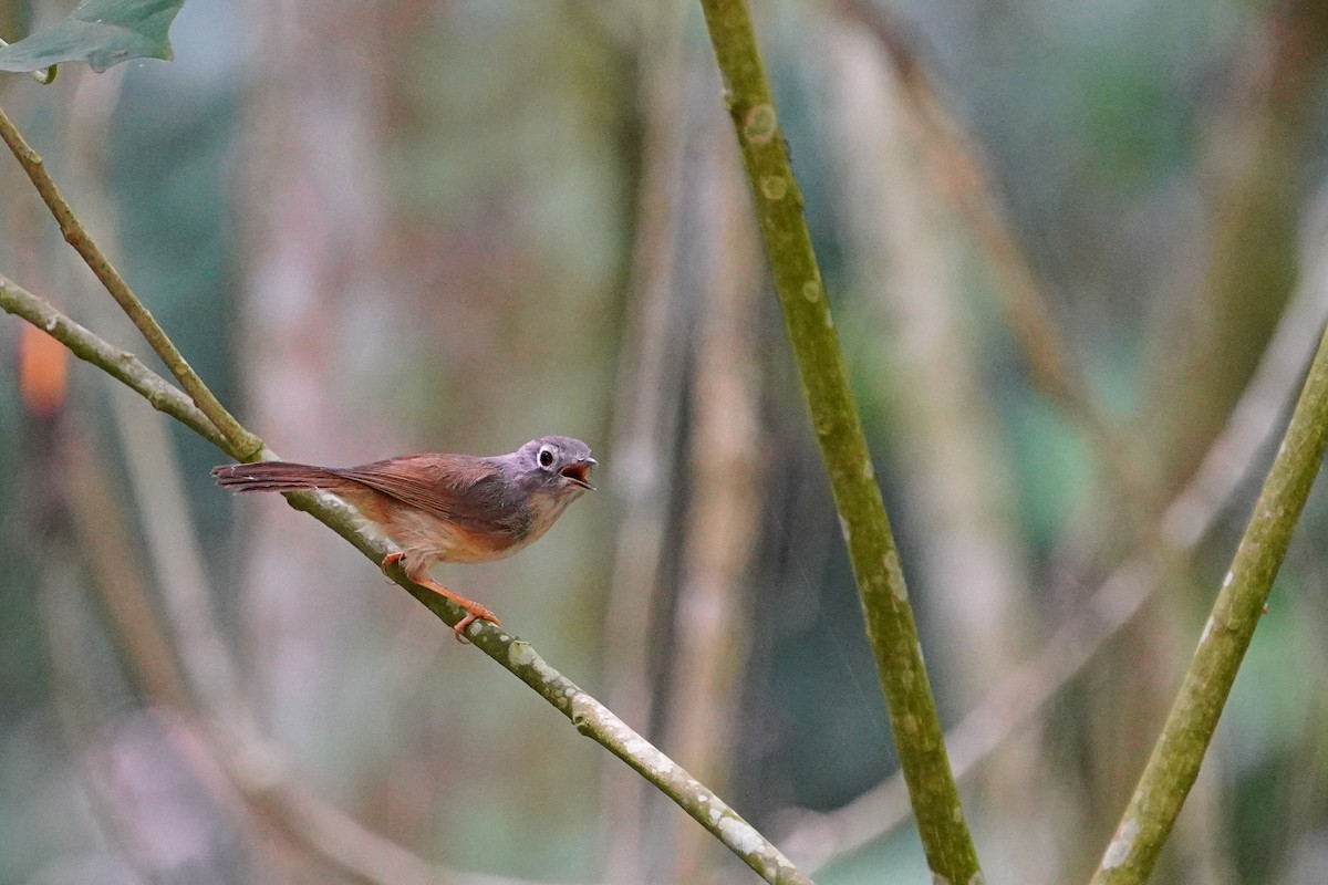 Morrison's Fulvetta - ML638578377