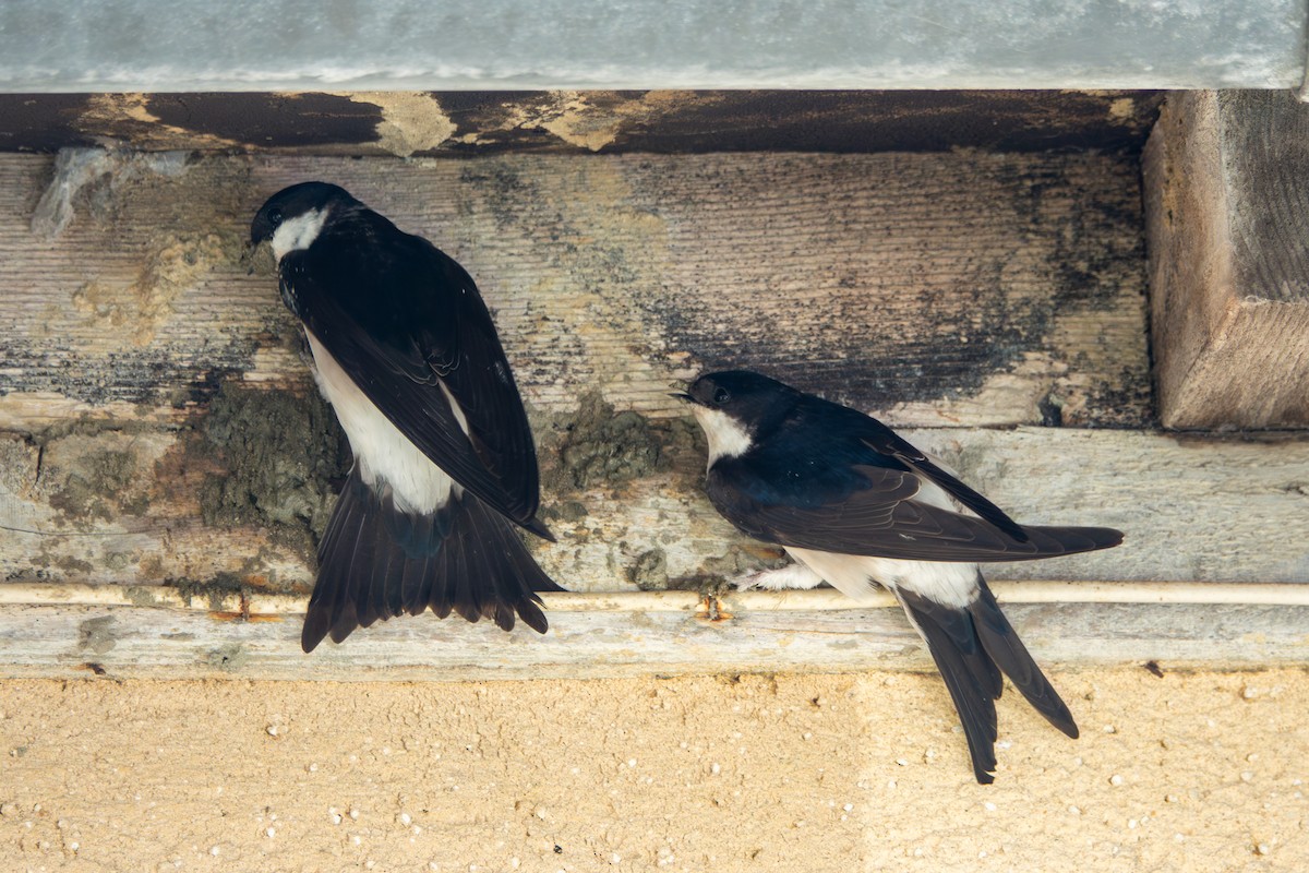 Western House-Martin - ML638578379