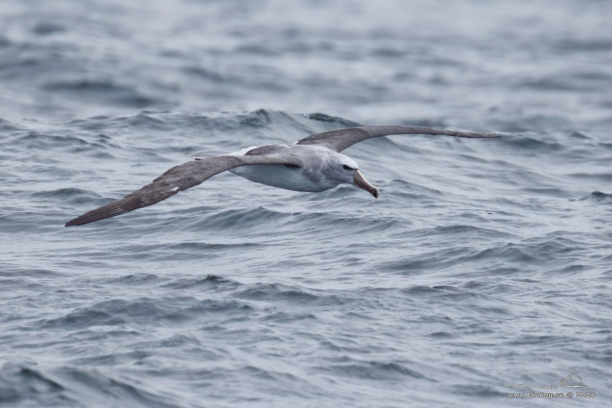 Salvin's Albatross - ML638578400