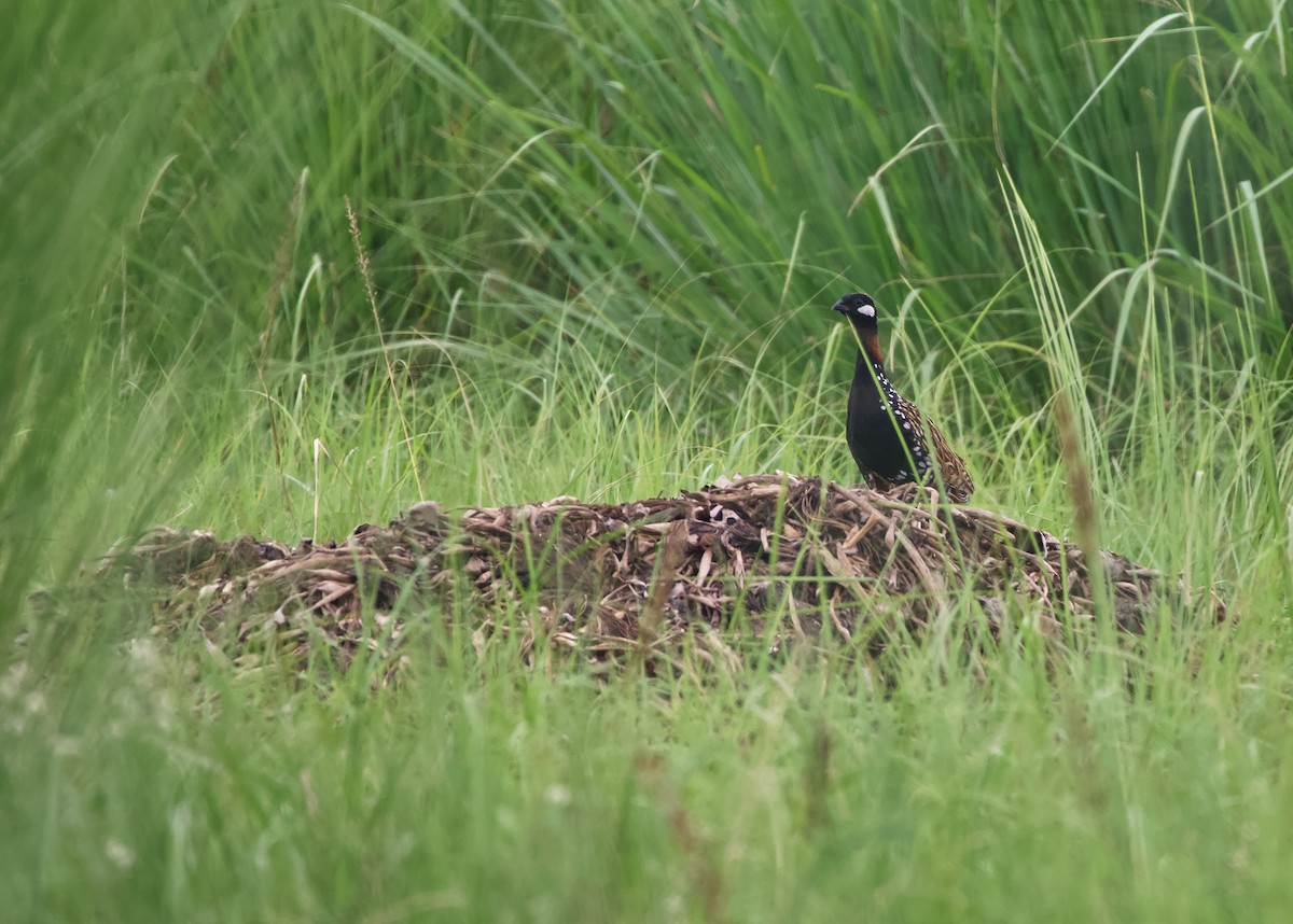 Black Francolin - ML638578419