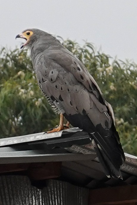 African Harrier-Hawk - ML638578443