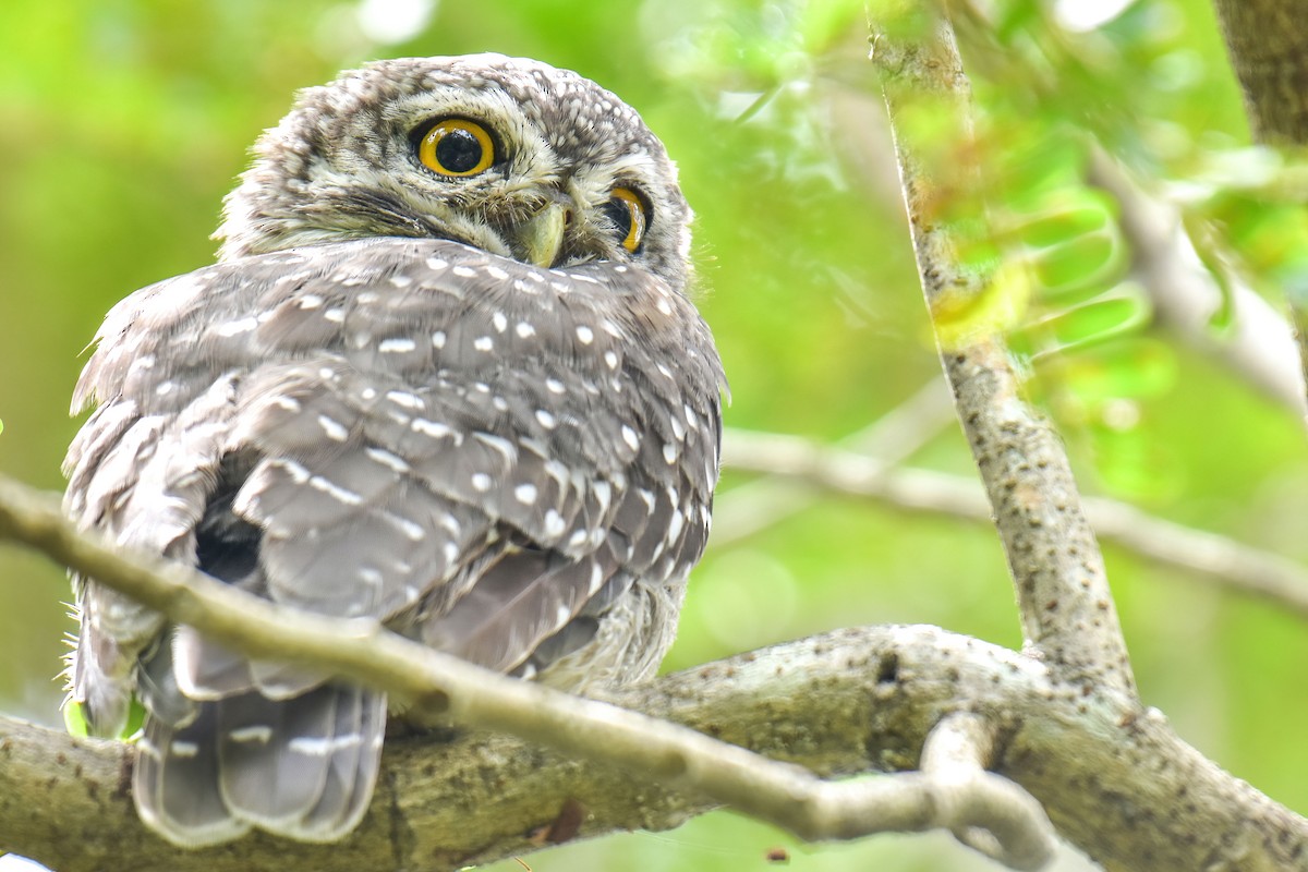 Spotted Owlet - ML638578458