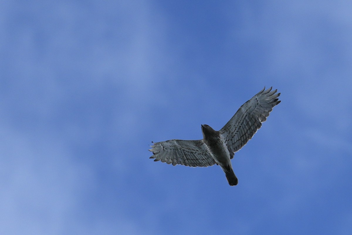 Short-toed Snake-Eagle - ML638578463