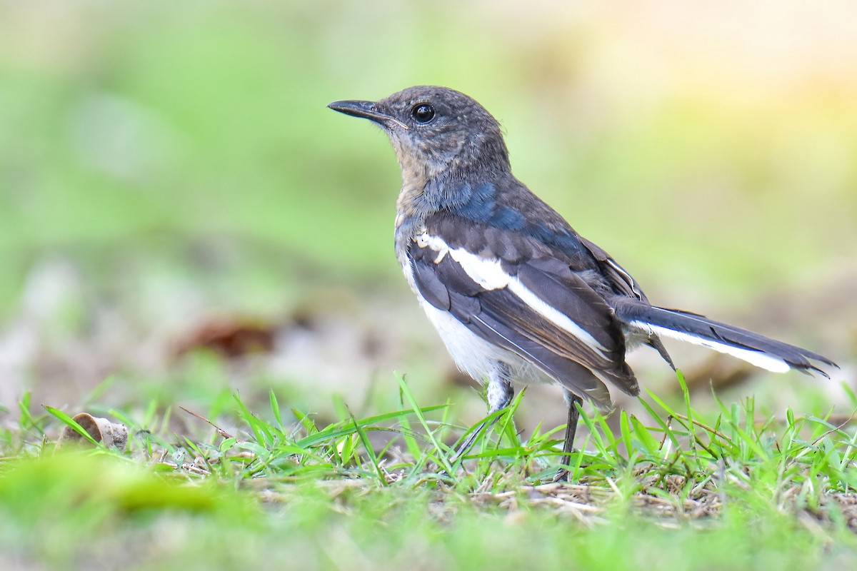 Oriental Magpie-Robin - ML638578467