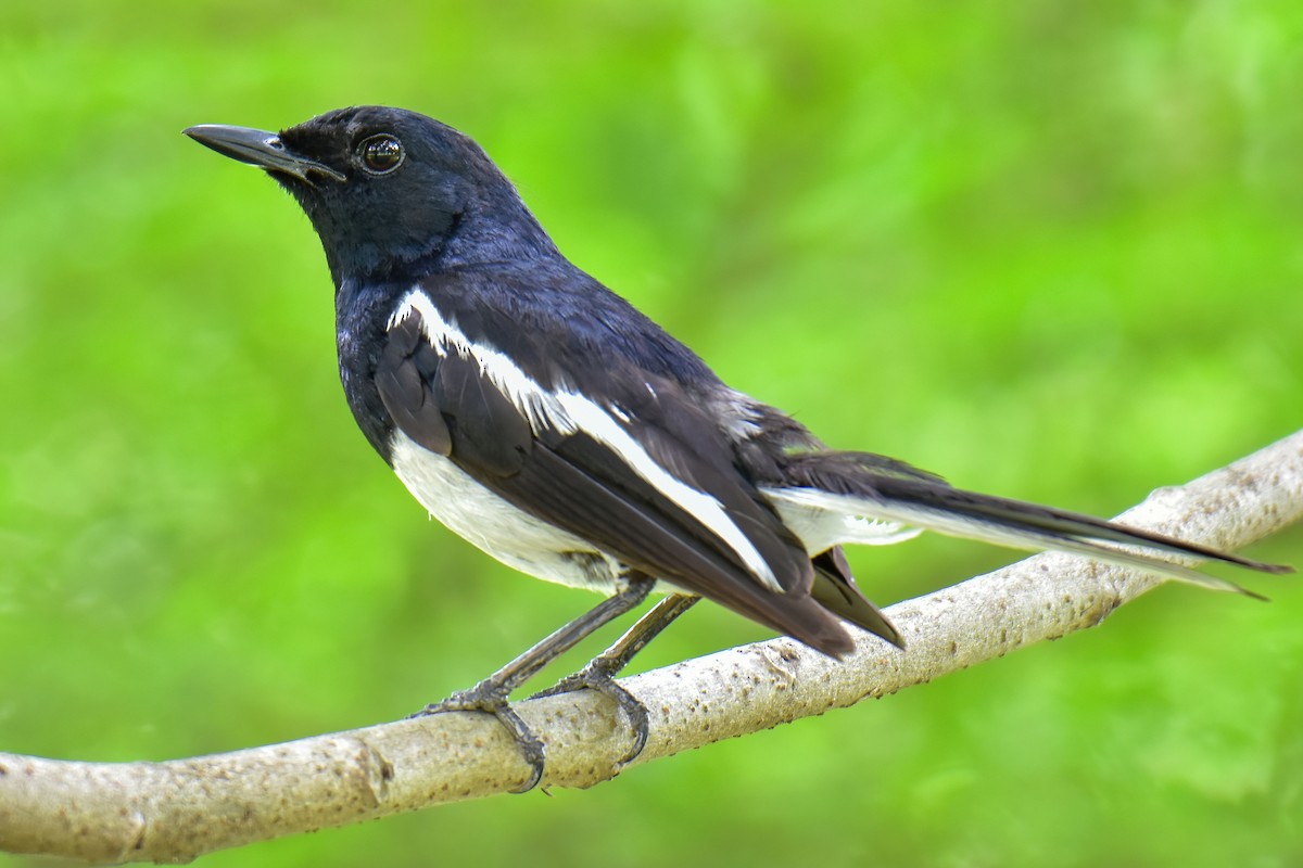 Oriental Magpie-Robin - ML638578468