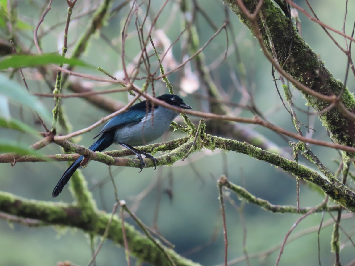 Fan-tailed Berrypecker - ML638578469