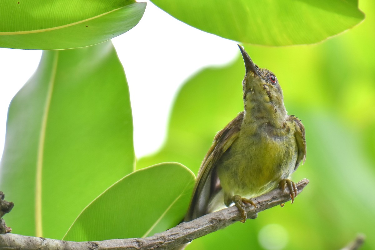 Brown-throated Sunbird - ML638578470