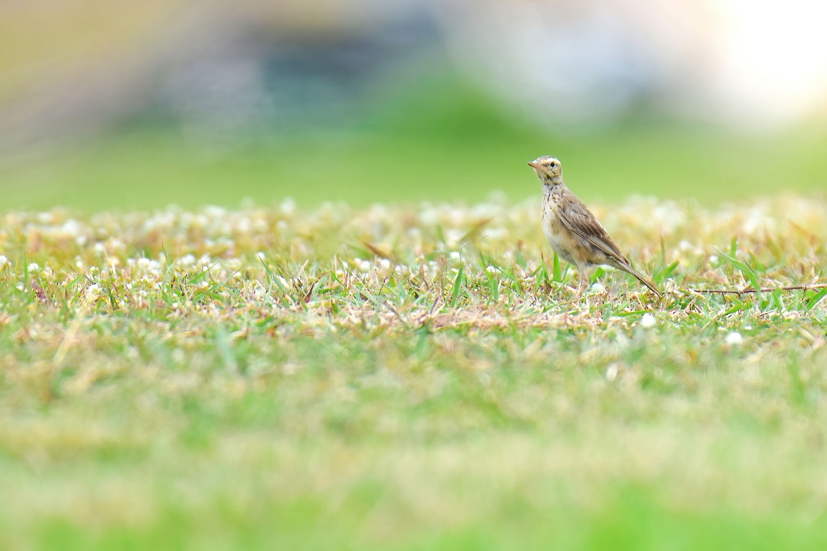 Paddyfield Pipit - ML638578472