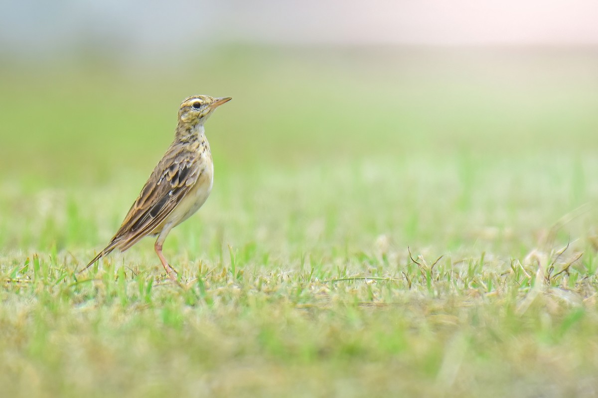 Paddyfield Pipit - ML638578474