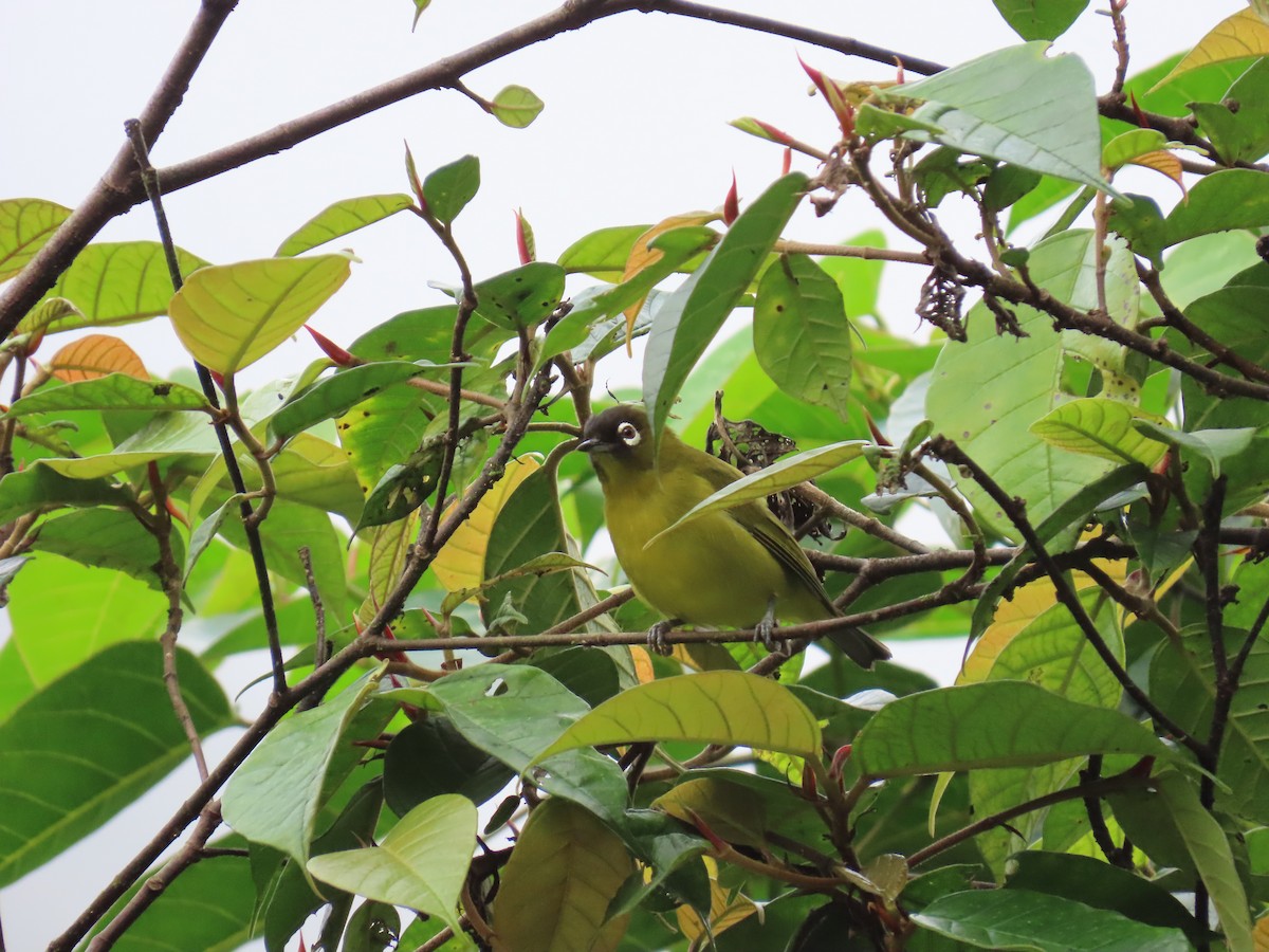 Capped White-eye - ML638578475