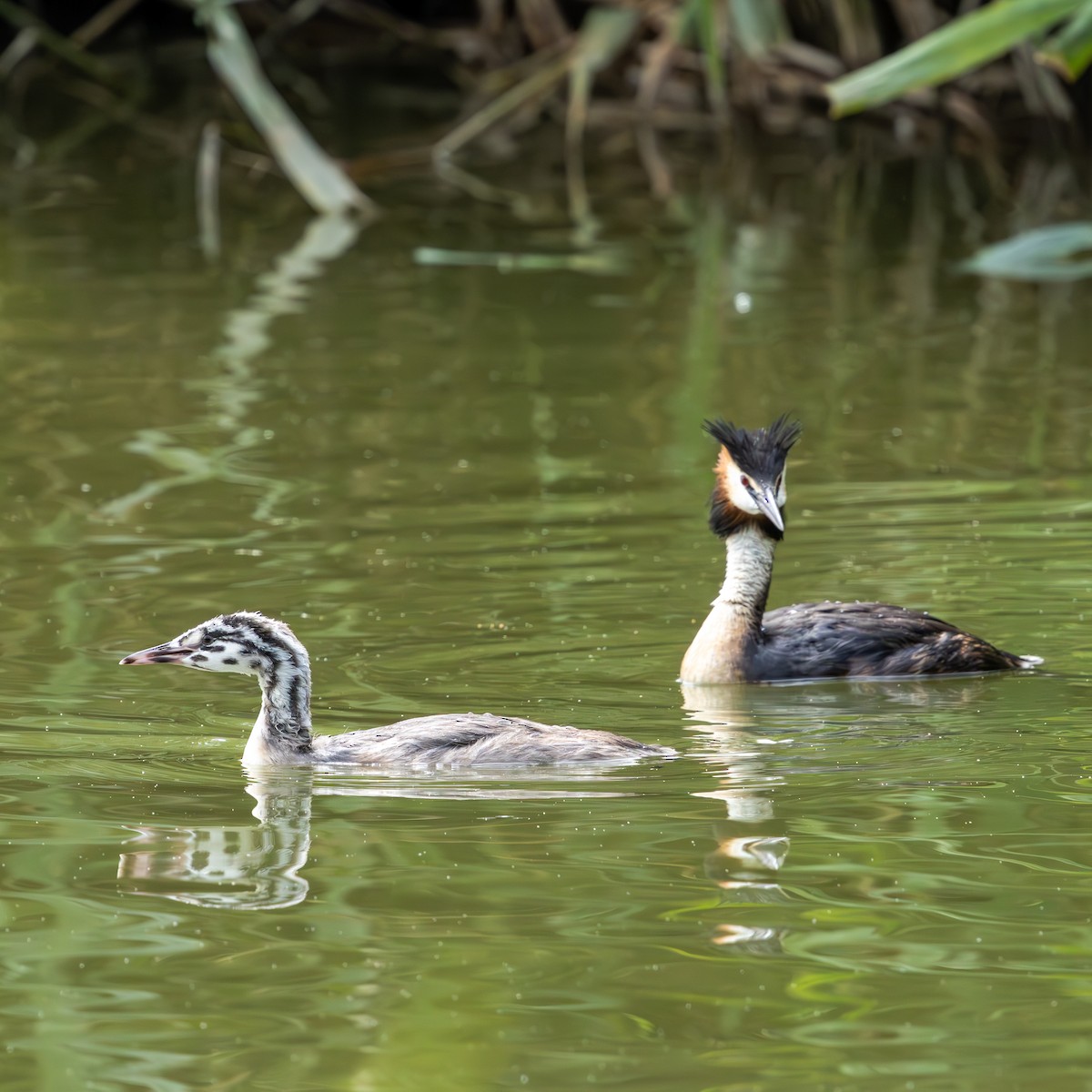 Great Crested Grebe - ML638578476