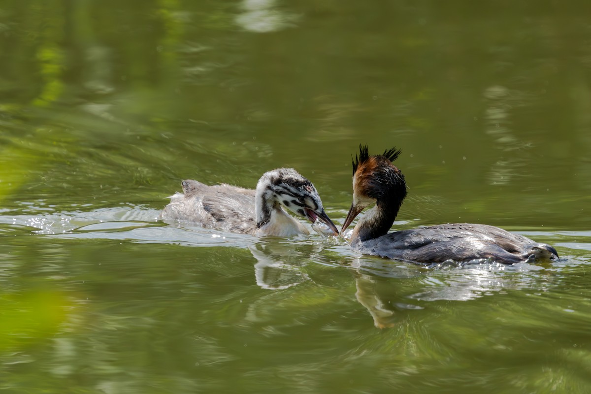 Great Crested Grebe - ML638578477