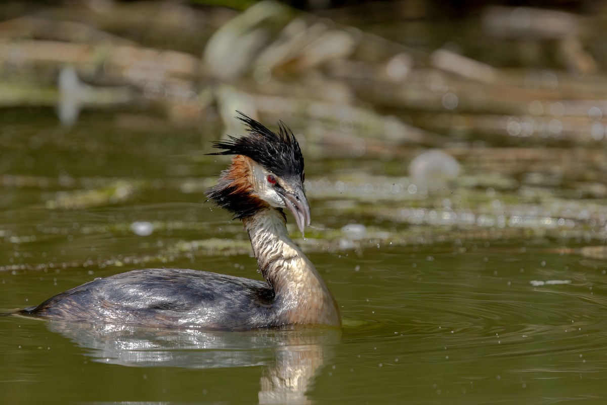 Great Crested Grebe - ML638578478