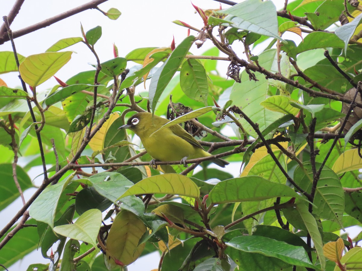 Capped White-eye - ML638578480