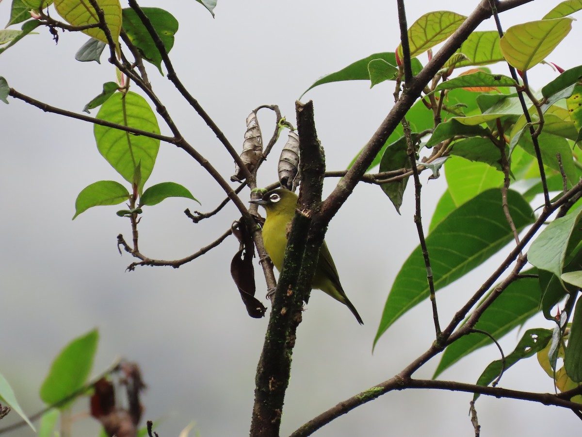 Capped White-eye - ML638578484