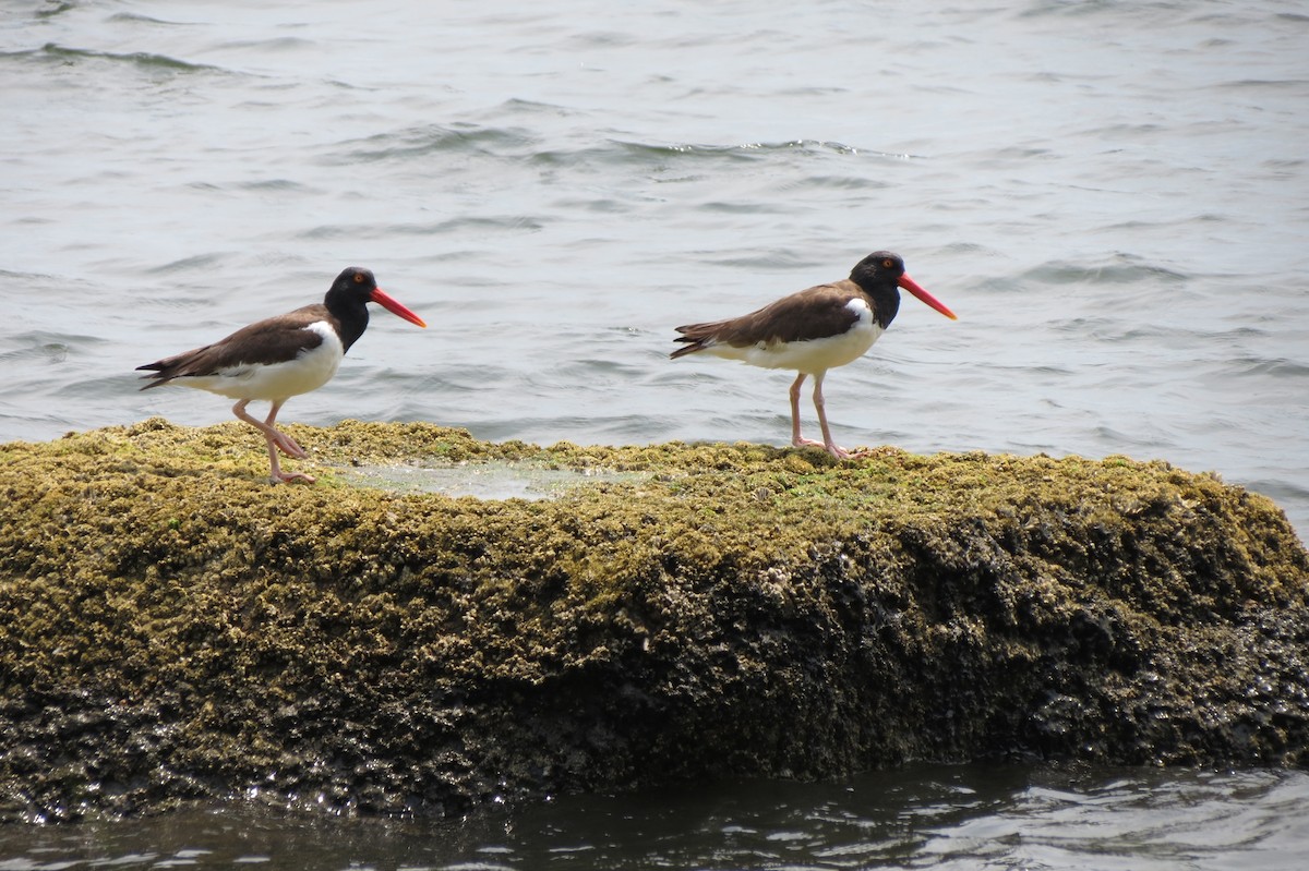 American Oystercatcher - ML638578485