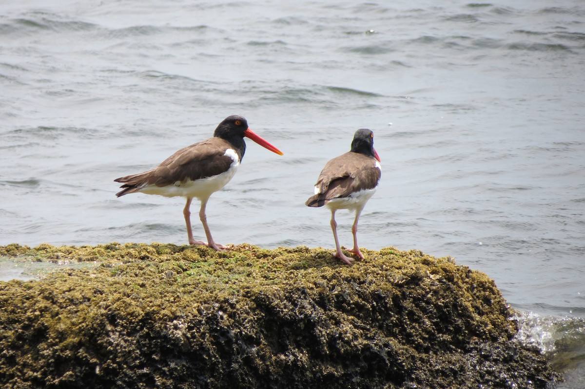 American Oystercatcher - ML638578486