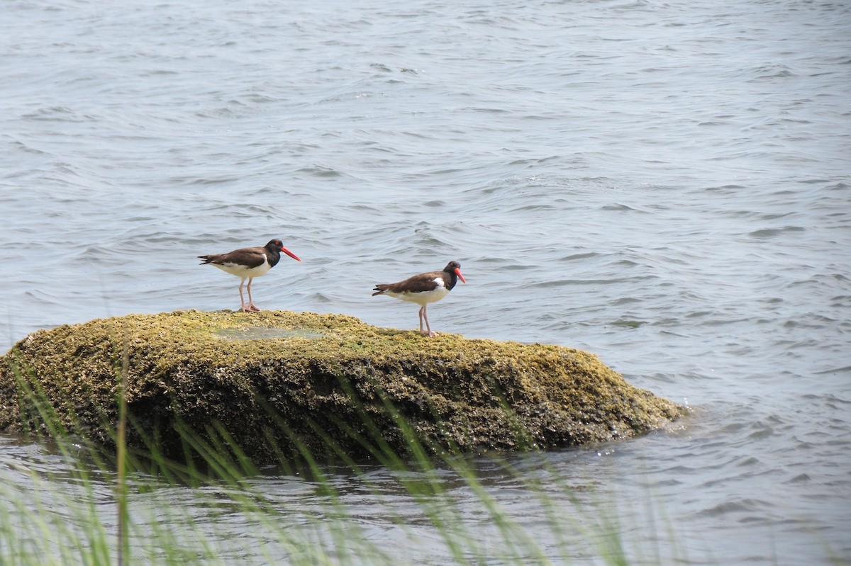 American Oystercatcher - ML638578490
