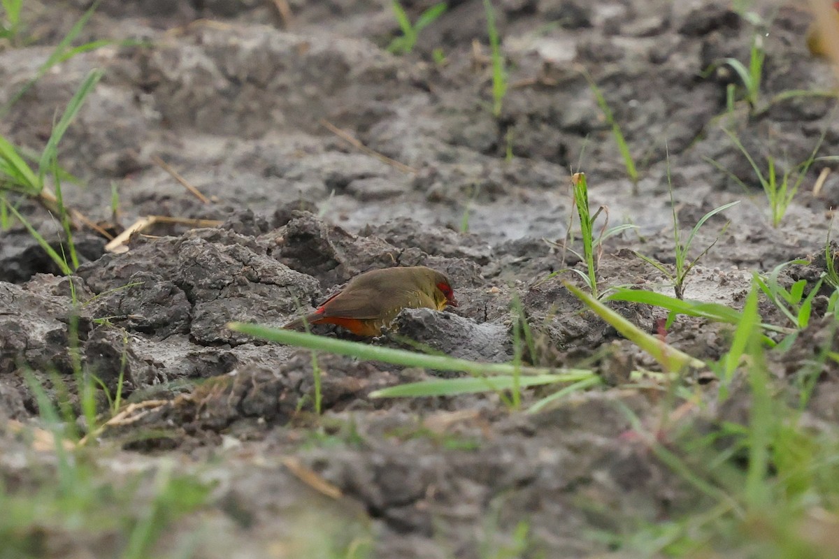Zebra Waxbill - ML638578497