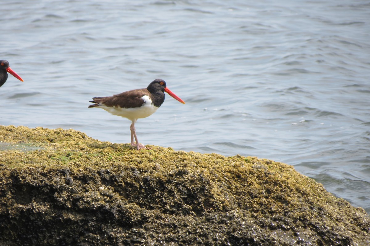 American Oystercatcher - ML638578498