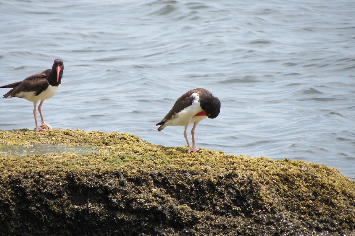 American Oystercatcher - ML638578499