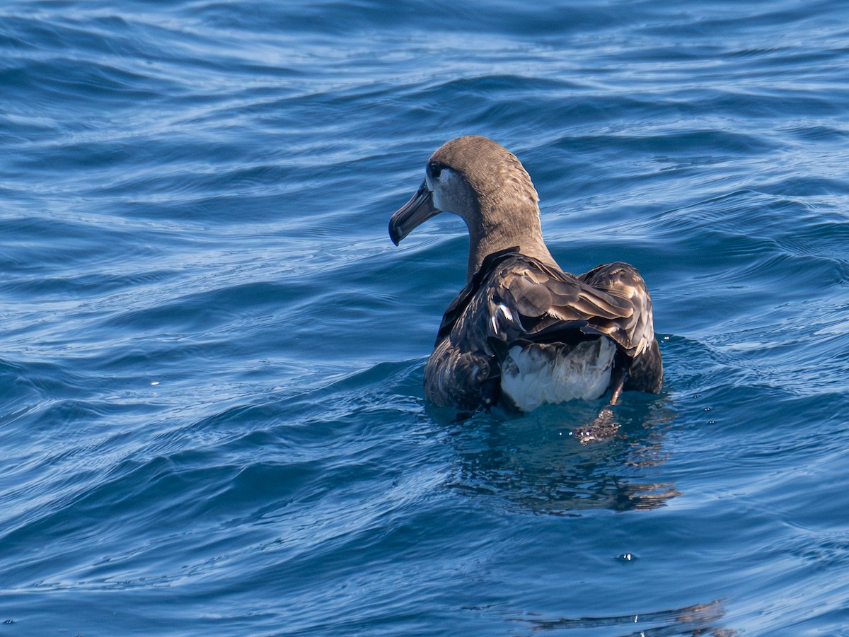 Black-footed Albatross - ML638578503