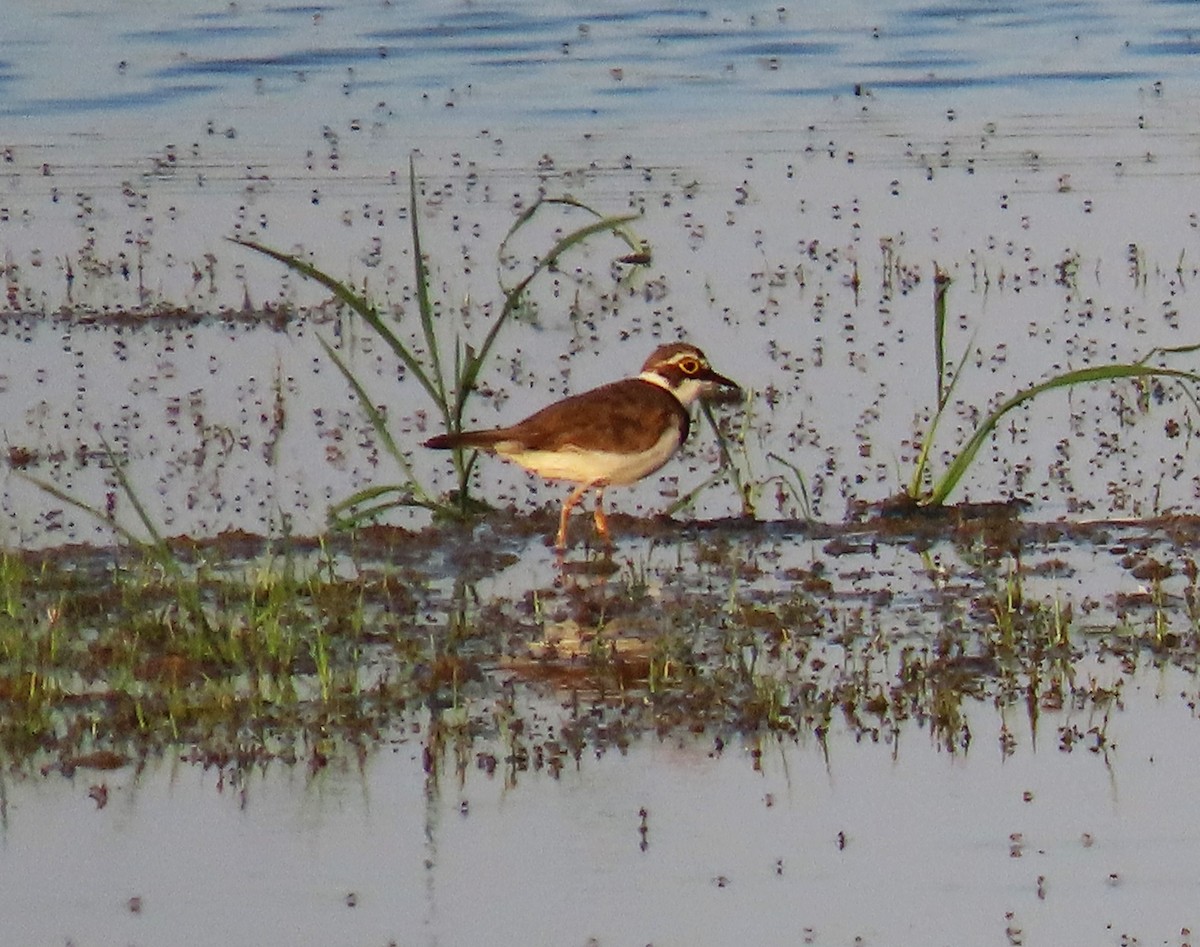 Little Ringed Plover - ML638578504