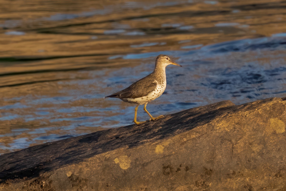 Spotted Sandpiper - ML638578529