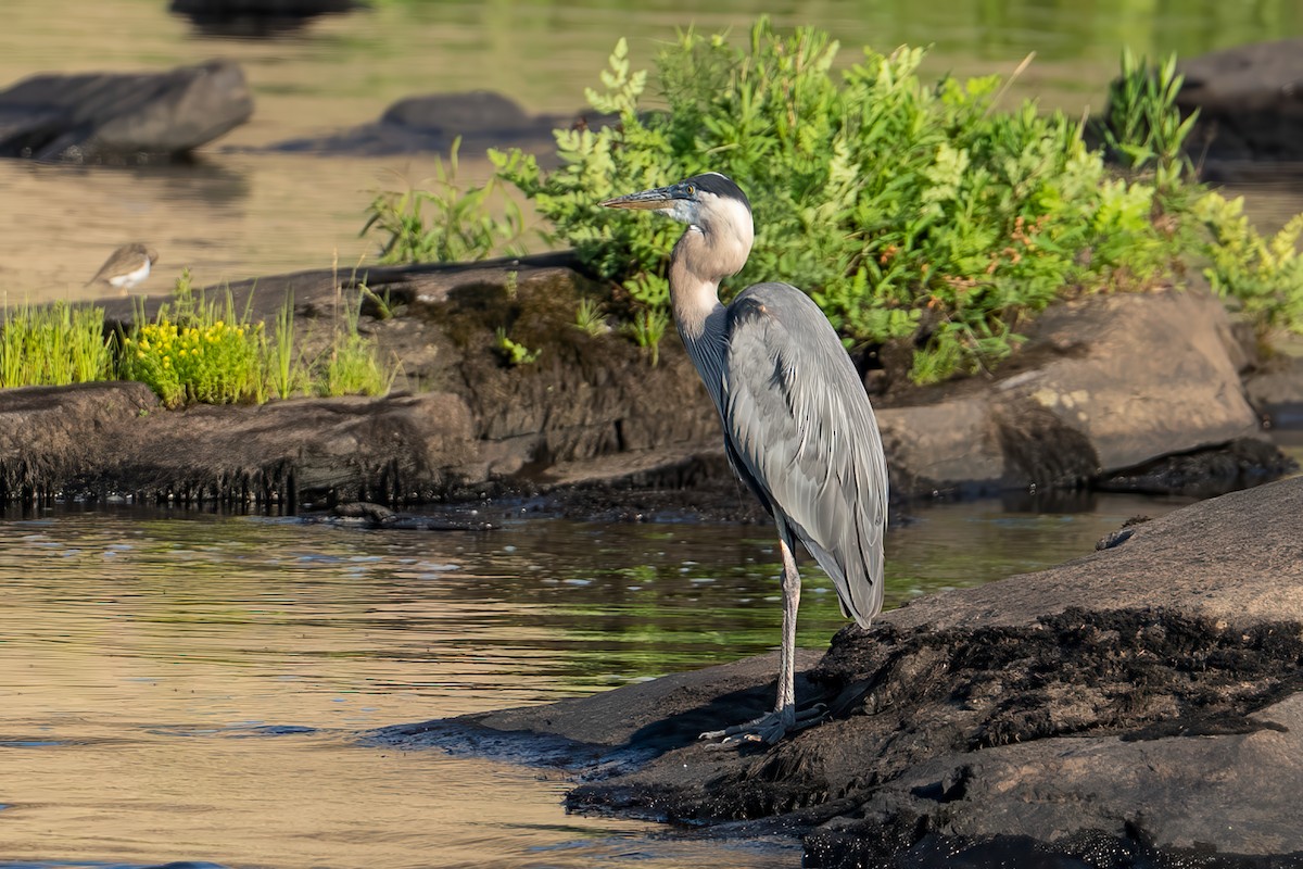 Great Blue Heron - ML638578535